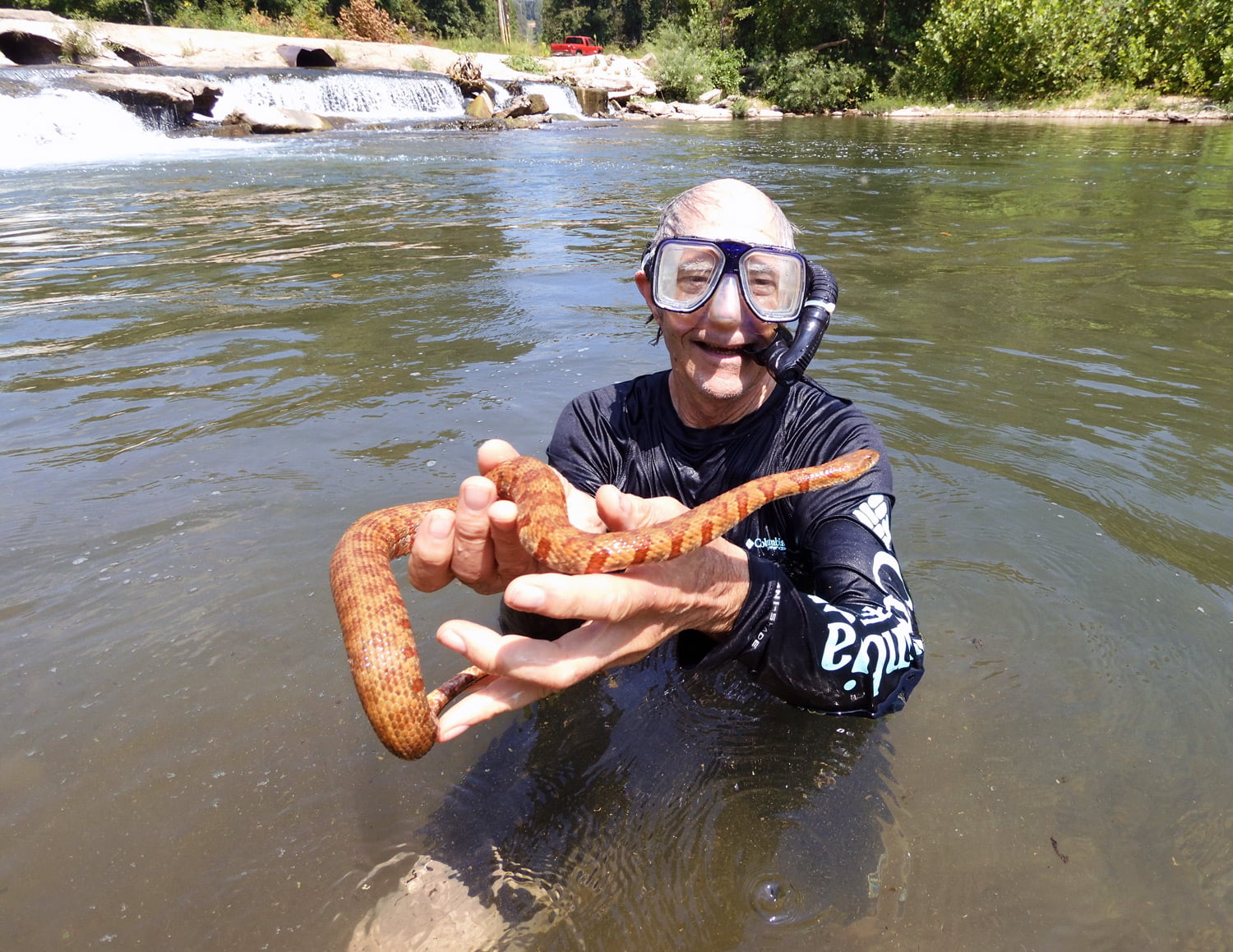 During an aquatic ecology trip to the Ozarks last August, Dr. Bill Beachly caught a snake – it’s not a venomous but a rare pigmentation called agouti.