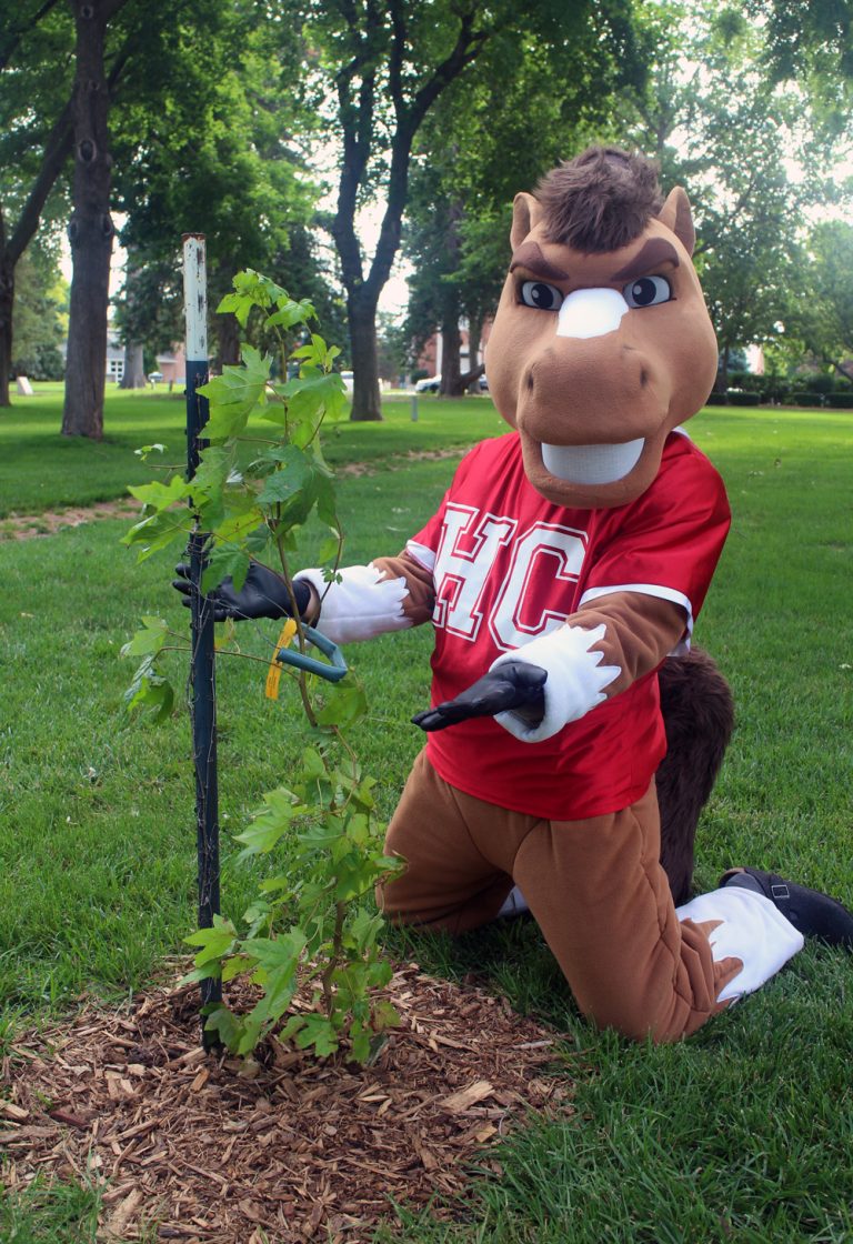 A picture of Bosco mascot with an American sweetgum moon tree.