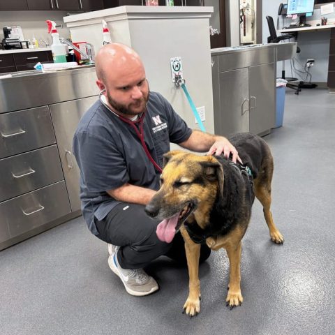 Adam Manglitz '18 listens to the heart and lungs of a patient at the Wachal Pet Health Center in Lincoln, Nebraska, where he works as a vet assistant while attending school.